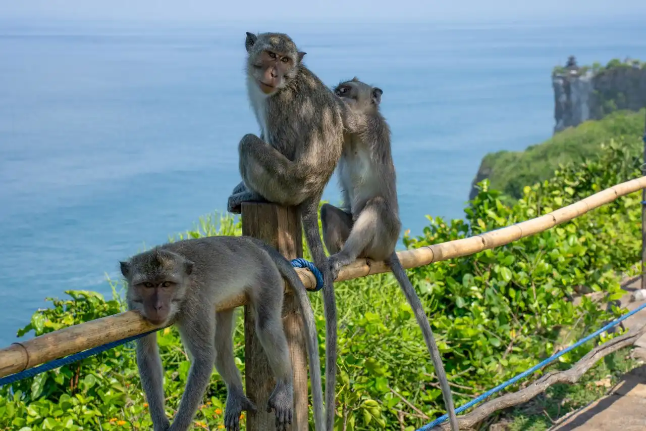 Three Balinese long-tailed macaques perched on a bamboo railing at Uluwatu Temple cliff, with the turquoise Indian Ocean and the temple structure visible on the clifftop in the background