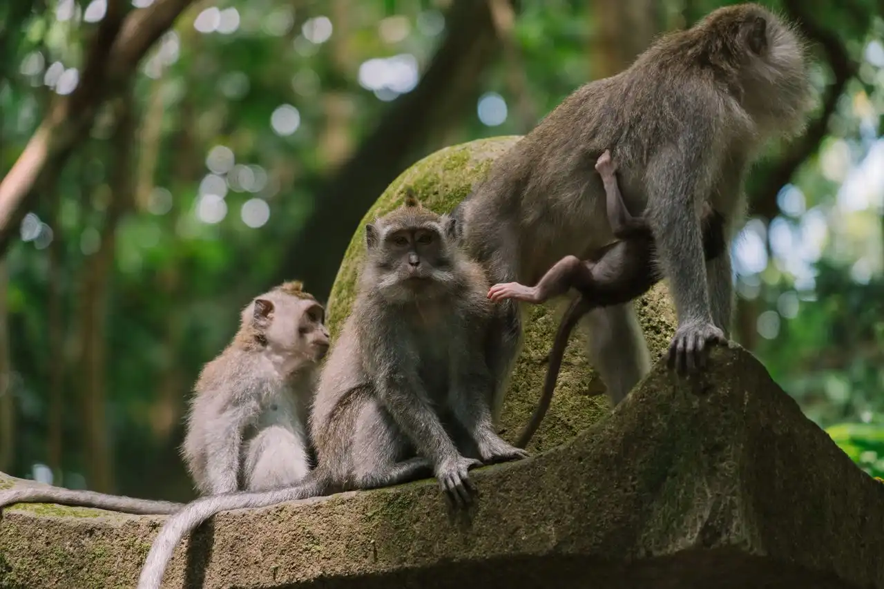 A family group of long-tailed macaques resting on a moss-covered stone wall in Ubud Monkey Forest, Bali, including a juvenile clinging to its mother, with a bokeh forest canopy in the background