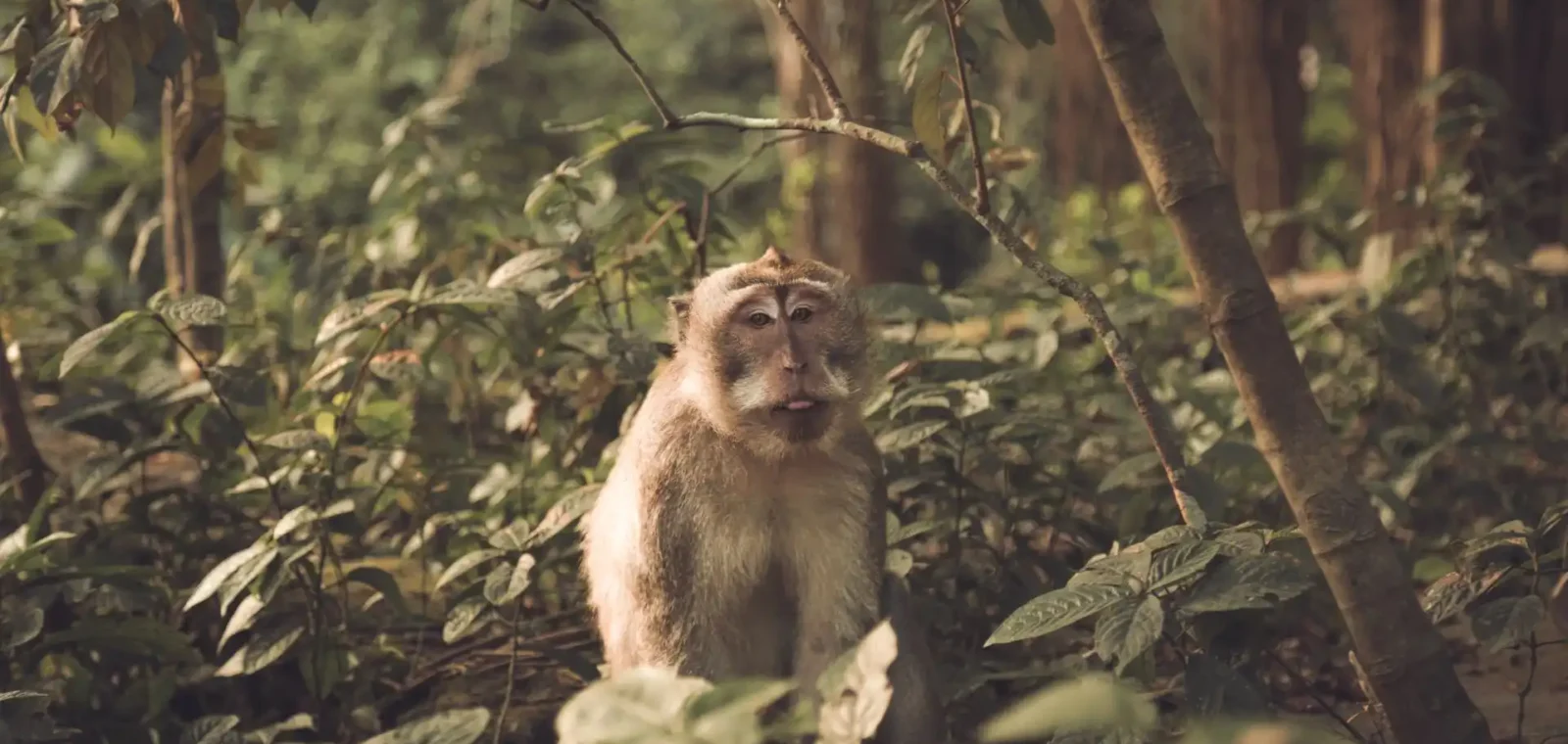 A lone long-tailed macaque sitting quietly among dense green foliage and tree trunks in the Ubud Monkey Forest, Bali, looking directly at the camera