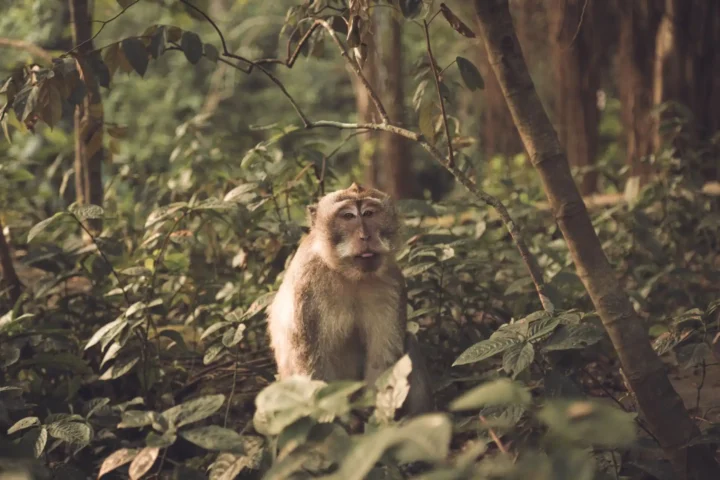 Monkey Forest Ubud Bali: What to Know Before You Visit