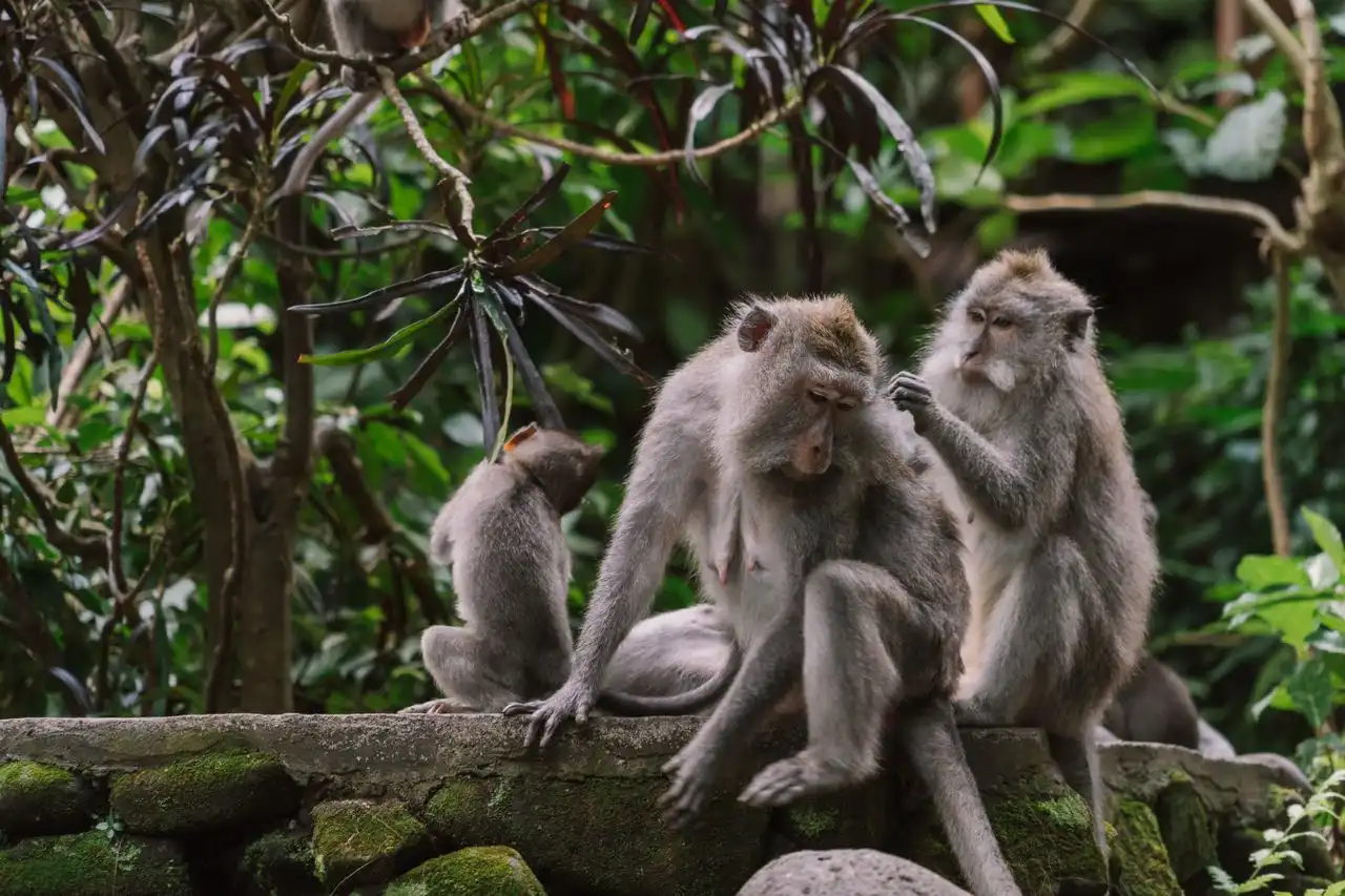 Three long-tailed macaques grooming each other on a moss-covered stone wall in Ubud Monkey Forest, Bali, with a juvenile sitting separately nearby amid lush tropical greenery