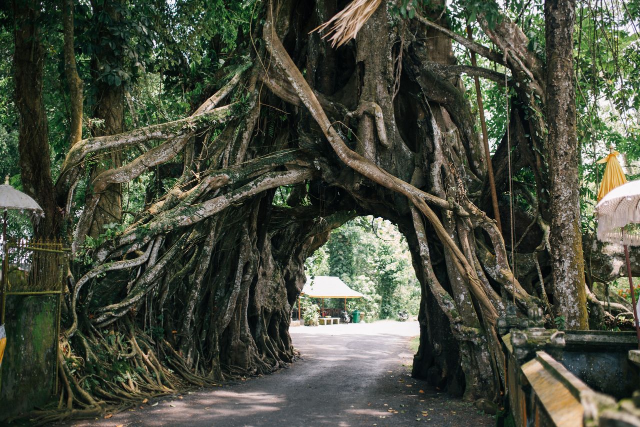 A paved road passing through a natural archway formed by giant interconnected tree roots near Goa Giri Putri Temple in Bali.